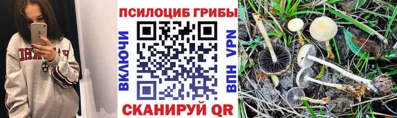 хочу наркоту  Красный Кут  Галлюциногенные грибы GOLDEN TEACHER 